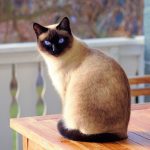 Защита вашей кошки от блох: эффективные методы предотвращения и борьбы